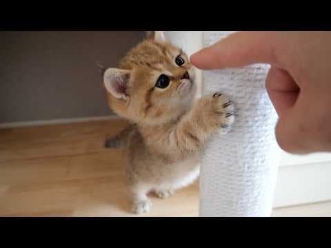 Rico the kitten's reaction is so cute that I can't help but want to mess with her!