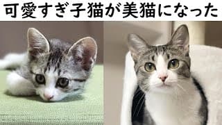 可愛すぎる子猫が大きくなるまで【タビ成長記】