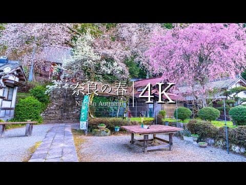 【奈良の春】佛隆寺の千年桜を尋ねて - JAPAN in 4K