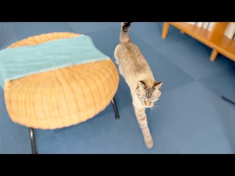 朝起きたら、物凄い勢いで追いかけてくる猫
