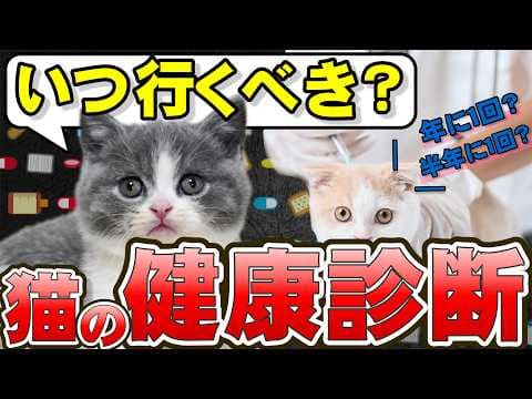 子猫や成猫の「健康診断」いつ連れて行くのが正解？ ブリーダーが解説！