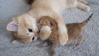 Kitten Poco's maternal instincts exploded and she hugged the baby kitten tightly.