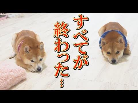 １週間、溜まりに溜まっていたストレスが、一瞬にして解き放たれました・・・