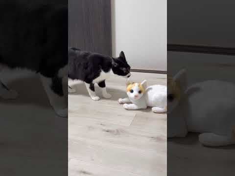 まるで本物！？リアル猫人形と対面した猫の反応が可愛すぎた#リアル猫人形 #猫のリアクション #猫好きな人と繋がりたい #catreaction #猫動画 #shorts