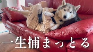 もはや姉に確保されたくて一生ちょっかいをかけ続けるシベリアンハスキー、姉のお腹の上は温かいことを知る。