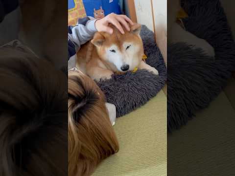 柴犬福 姉よりティータイムのおこぼれを優先する柴犬🤣Sis and Shiba🤣#姉と柴 #shorts #funny #funnydog #dogshorts #柴犬 #shiba  #시바견
