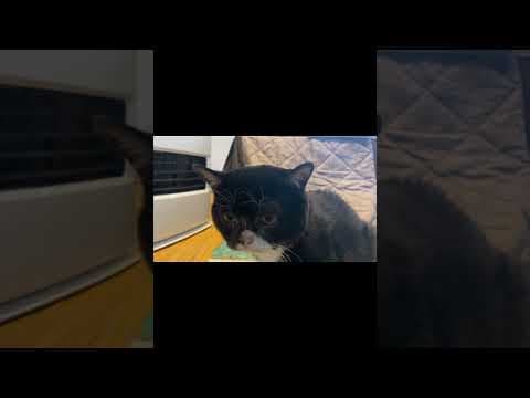 もんた、ととのう #cat #猫 #サウナ好きと繋がりたい