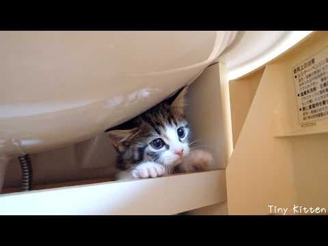 Cute kitten hides under the sink but is easily found...