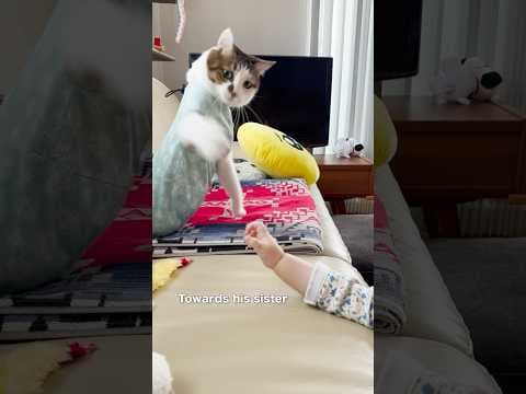 ママと妹の扱いの差が激しいエース #cats