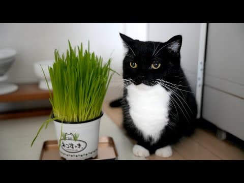 うに達に初めて猫草を見せた反応がかわいかった Uni's reaction when he saw cat grass for the first time was so cute