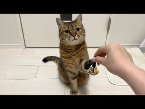 ついに本格的な呼びベルで人間を呼ぶ様になってしまった猫