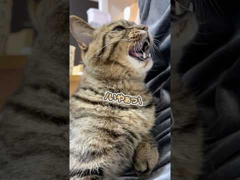 「ずっと一緒にいたいのぉぉっ」と、ママにピタッとくっついて駄々をこねる猫