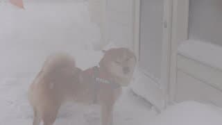 雪大好きな柴犬が二度も断念したやばい吹雪が、これ。