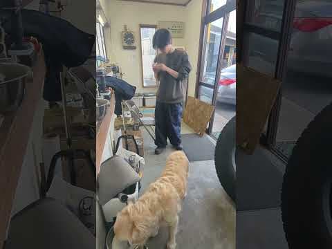 牛乳に夢中でお兄ちゃんと最後のバイバイを逃がす #ゴールデンレトリバー子犬 #大型犬のいる生活