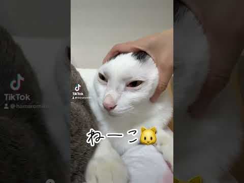 どのチロさんが可愛いかな？？ #shorts