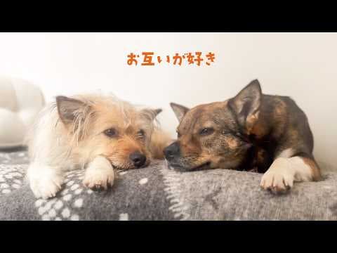 あれだけワンプロしてた2匹が…夜には寄り添って寝てました