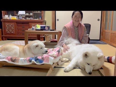 しばわんこ生活を愛してくださる視聴者さんへ、伝えたい今の気持ち。
