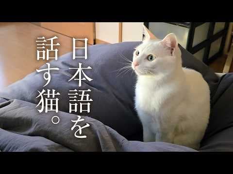 愛猫が「おはよう。」と喋っています。皆様にも聞こえますか？