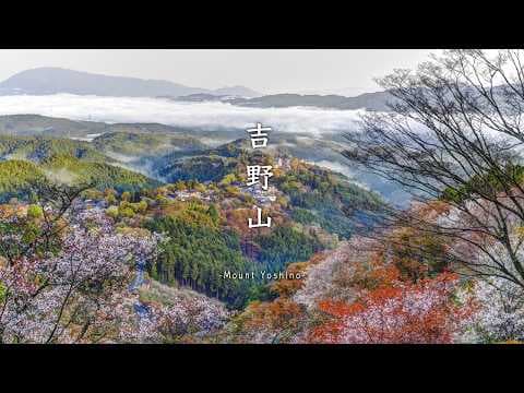 吉野山 桜旅🌸一目千本の絶景と山間の老舗旅館で至福の2日間｜世界遺産｜奈良 | 芳雲館