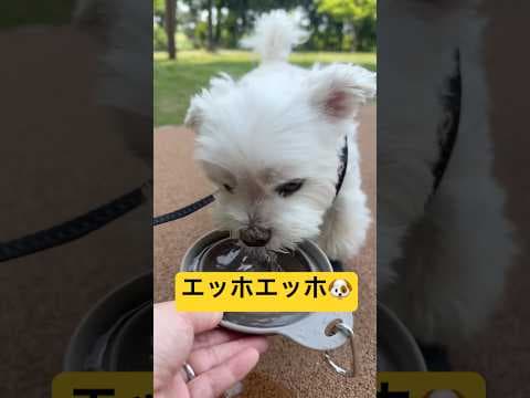 エッホエッホでお水を飲ませた結果🤣🤣🤣#shorts #可愛い犬 #マルチーズ