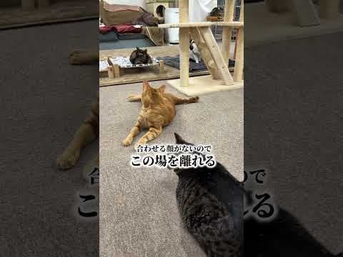 こはく&モッツァレラ。