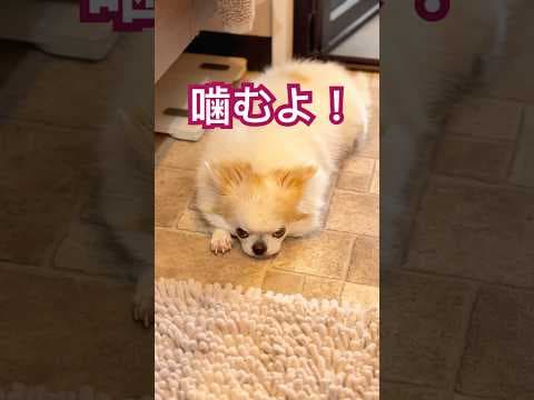 それ以上近づいたら噛みます‼️