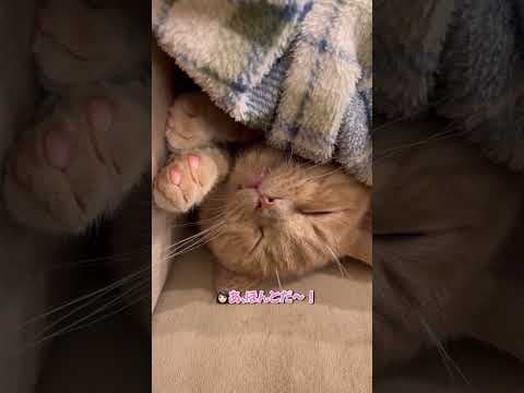 お布団を使って仰向けに爆睡しちゃう猫ちゃんが愛おしすぎる...