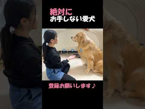 お手させたいのに、あからさまに無視される格下娘#goldenretriever #dog #箱入りクッキーはゴールデンレトリバー