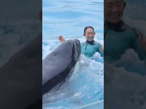 天才シャチ「ラビー」の声可愛すぎ♥ #Shorts #鴨川シーワールド #シャチ #kamogawaseaworld #orca #killerwhale #ラビー