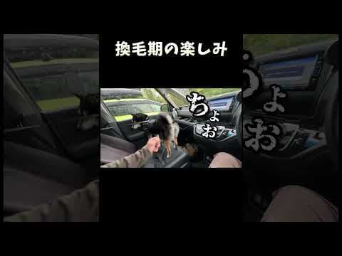 換毛期の楽しみ