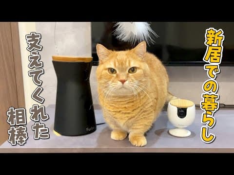 普段見られない愛猫の暮らしの一部始終を覗いたら楽しすぎました…！