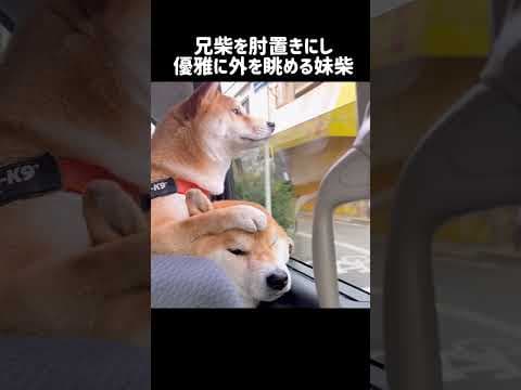 兄柴を肘置きにし優雅に外を眺める妹柴 #shorts #shibainu