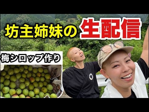 田舎生活中の坊主姉妹で生配信！梅シロップ作りしてみます！