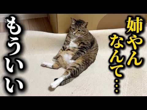 猫だと勘違いして保護したアザラシの爪切りをしたら嫌われてしまいました