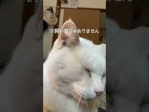 かわいいやつ
