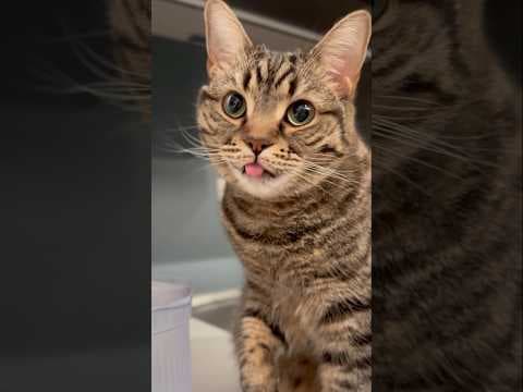 手で水を飲む猫を全力応援するパパ!! #shorts #猫 #cat