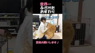 世界一ふざけたおすわりをドヤ顔でキメる大型犬クッキー#goldenretriever #dog #箱入りクッキーはゴールデンレトリバー