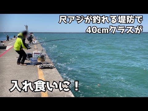 尺アジが釣れる堤防で40cmクラスが入れ食いに！