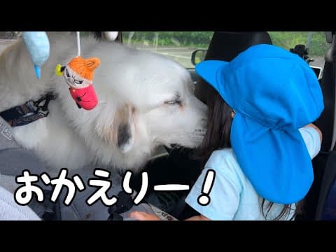 【ついに…】大好きな２歳児が保育園に入園。ずっと待ってたので超大型犬をお迎えに一緒に連れてったら感動の再会になりました｜グレートピレニーズ&オールドイングリッシュシープドッグ&トイプードル