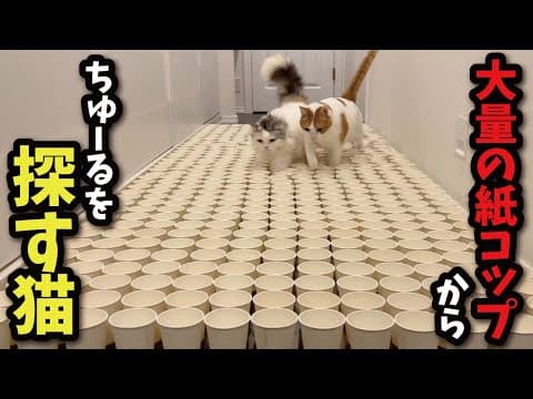 【復活しました】大量の紙コップからちゅーるを探す猫たち【関西弁でしゃべる猫】【猫アテレコ】