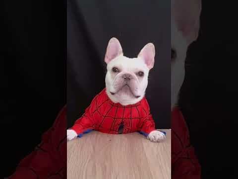 June,23 2025 Part267 #shorts #funny #comedy