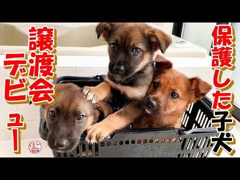 【保護犬　子犬　子猫】保護した子犬達４匹　譲渡会デビュー！