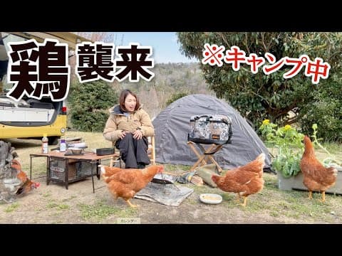 【キャンプ女子】キャンプ中にやってきた鶏捕獲。丸焼きと産みたて卵で絶品キャンプ飯作って食べたら大逆襲された。。／クラブ西宮キャンプ場・兵庫・車中泊