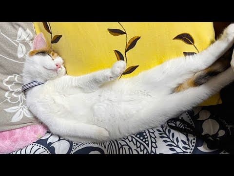 里親さんの元へ巣立っていた初日の様子がこちら