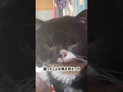 目が覚めたら枕元にいた