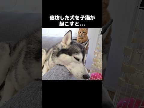 犬が育てた子猫はこうなります...This is what happens when a dog raises a kitten… 😭🐶🐱