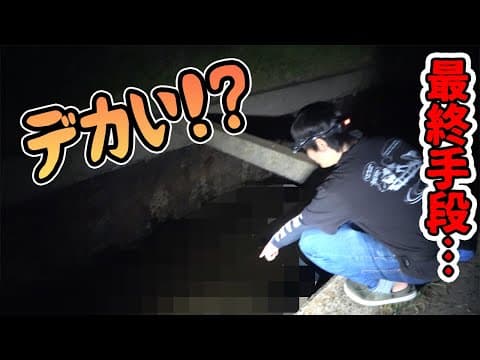 実は深夜の島の用水路には無数の高級魚が…