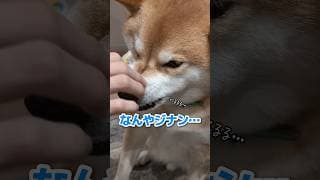 続・次男お盆帰省パニック #柴犬スティーブ #コーギー #犬猫アテレコ