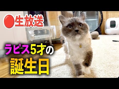 【生放送】ラピスが5才の誕生日！　新キャットタワー組み立てるぞ〜！！