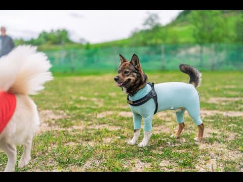 元野犬のチャーリーのうちの子記念日生放送！